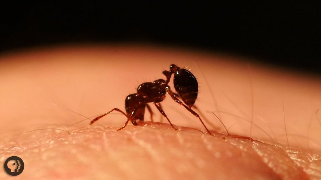 Si kafshojnë milingonat?