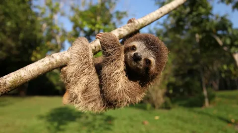 Are Sloths Dangerous