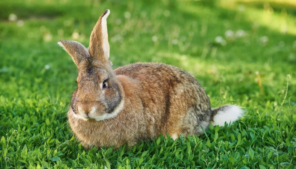 Flamand nəhəng dovşanları