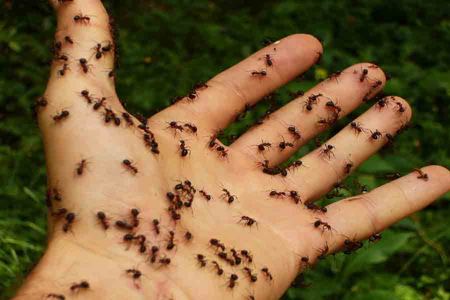 Jak mravenci koušou?