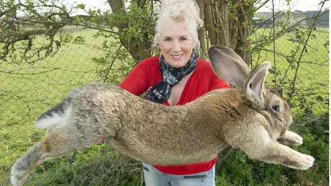 Thỏ khổng lồ Flemish