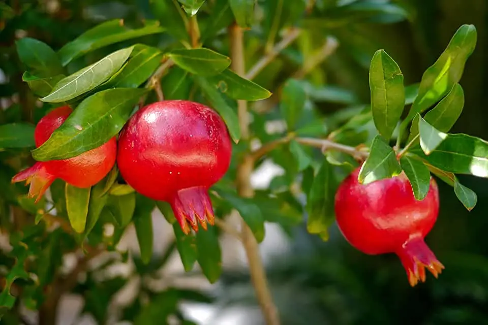 Výhody stromu granátového jablka