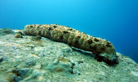 What is a Sea Cucumber
