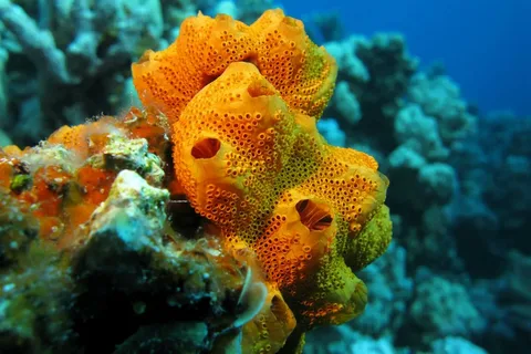 What is a Sea Sponge?