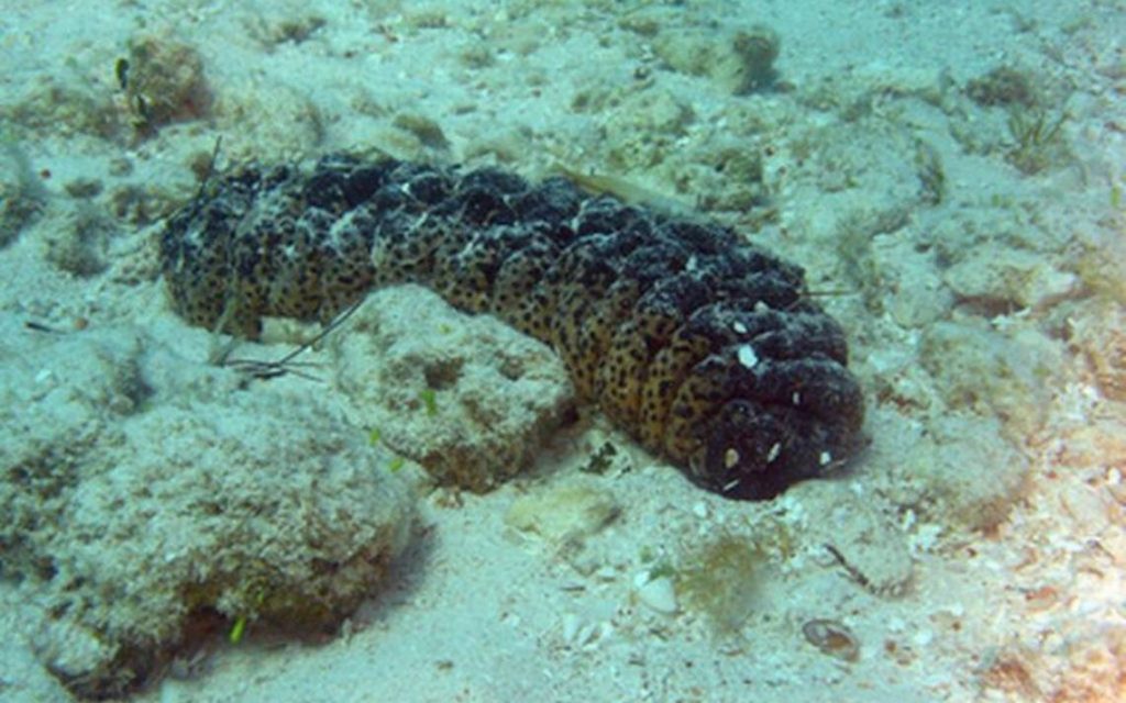 What is a Sea Cucumber