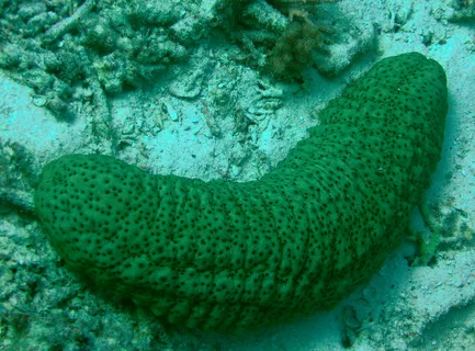 What is a Sea Cucumber?