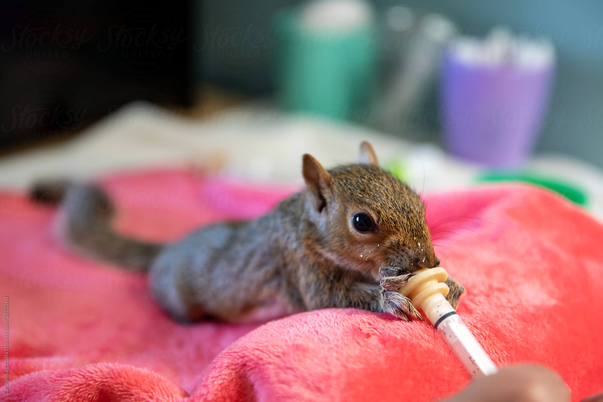 What to Feed Baby Squirrels?