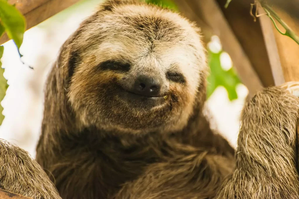 Are Sloths Dangerous