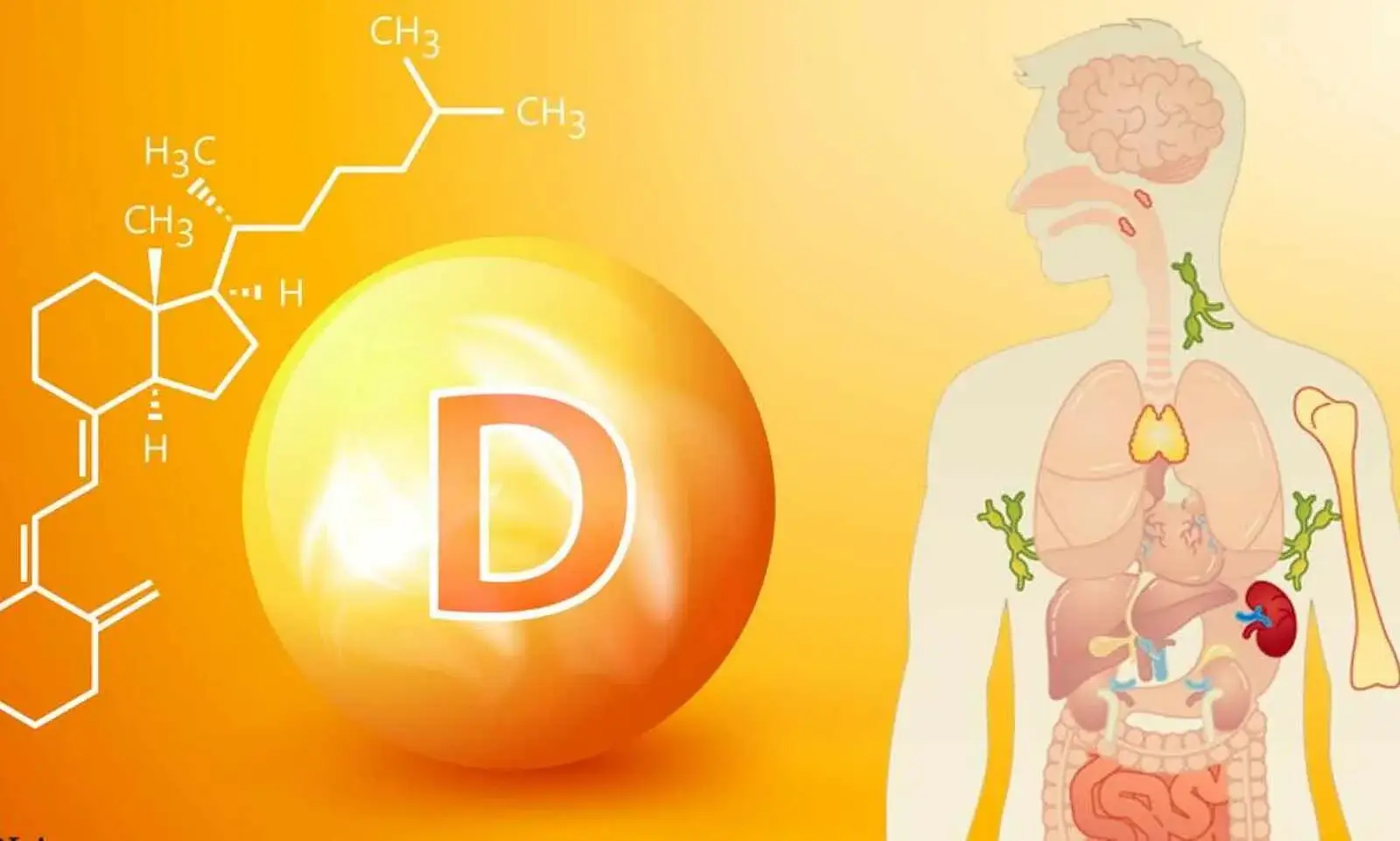 D vitamininin rolu