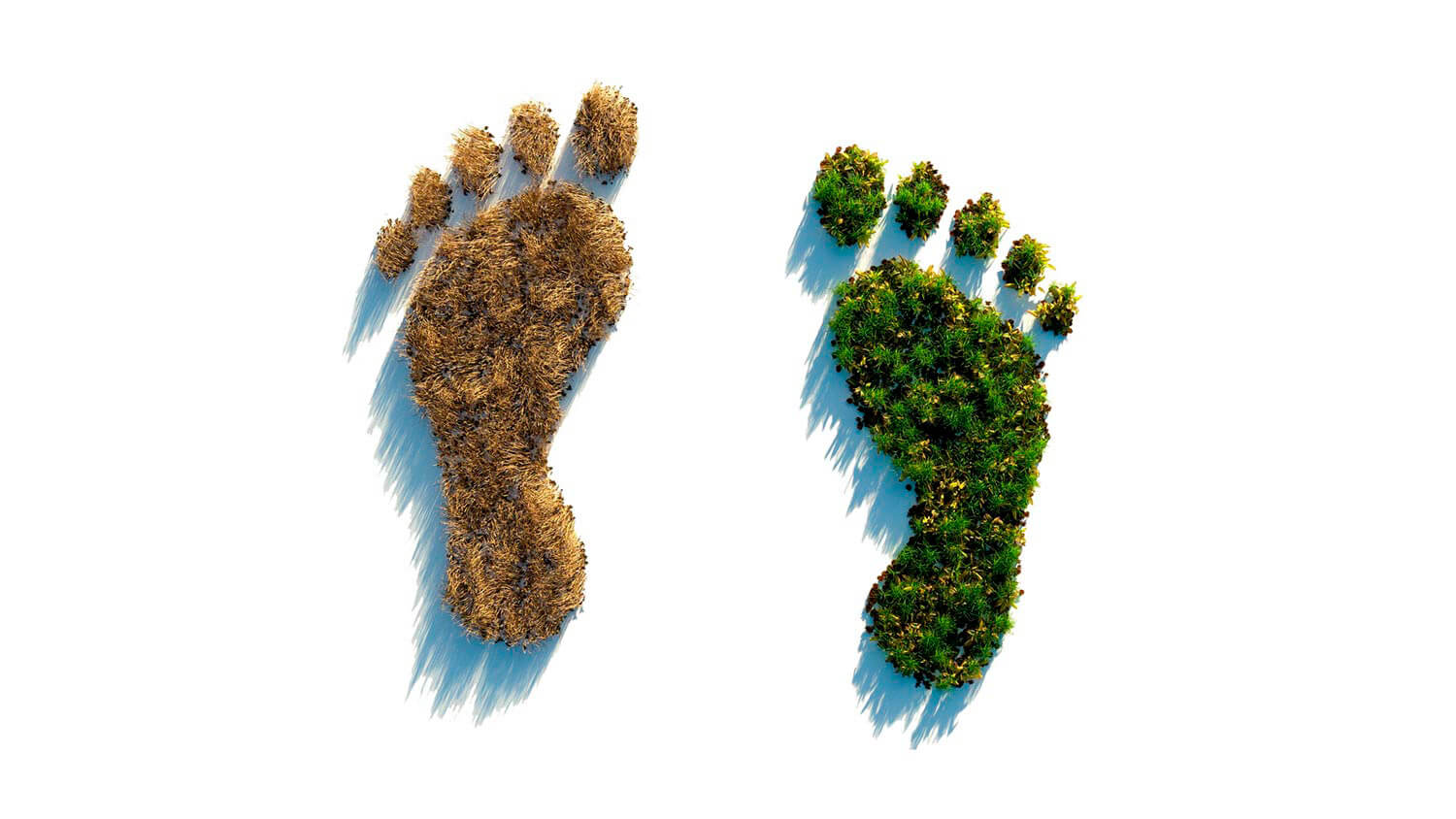 5 วิธียอดนิยมในการลดรอยเท้าคาร์บอนของคุณ