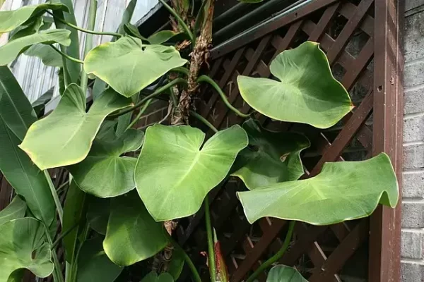 Filodendron Rugosum