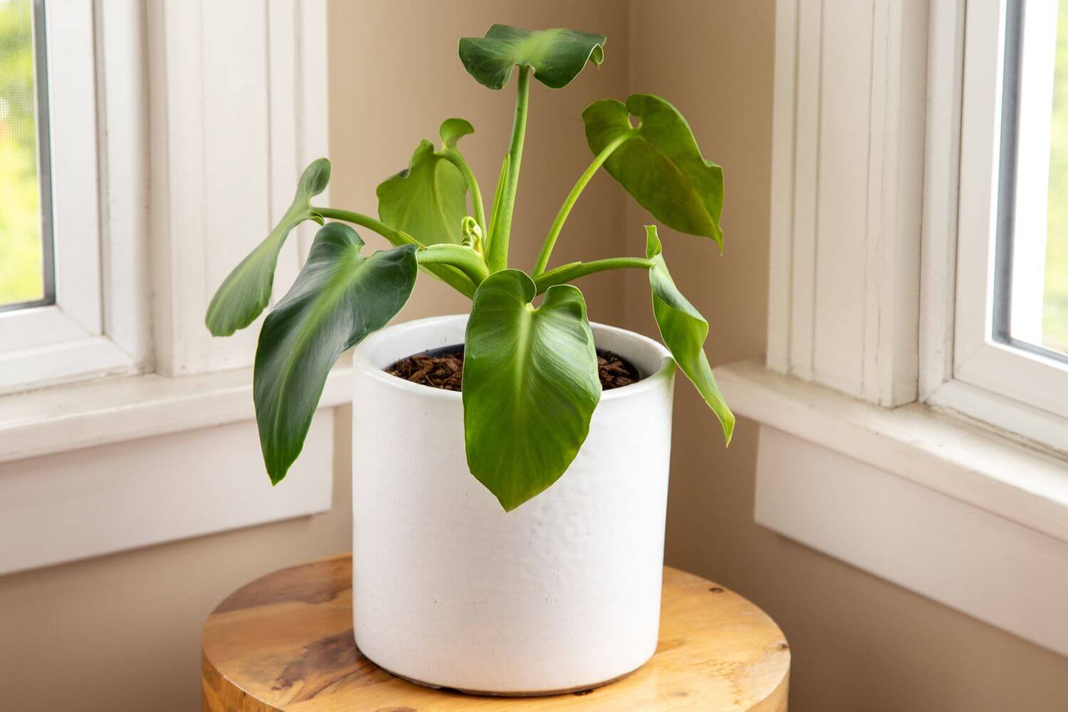 Philodendron Rugosum: A Guide to Care, Cultivation, and Benefits