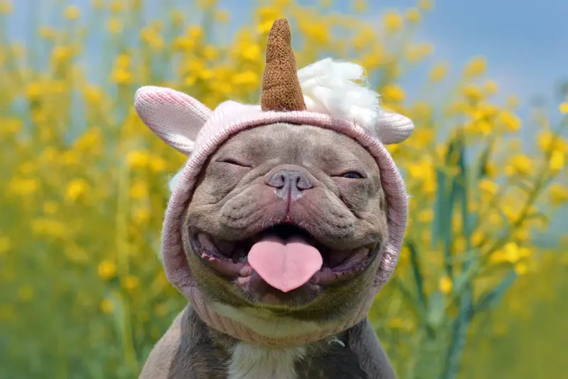 Photos of Happy Dogs