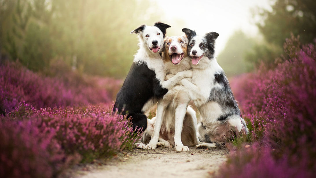 Fotografitë e qenve të lumtur