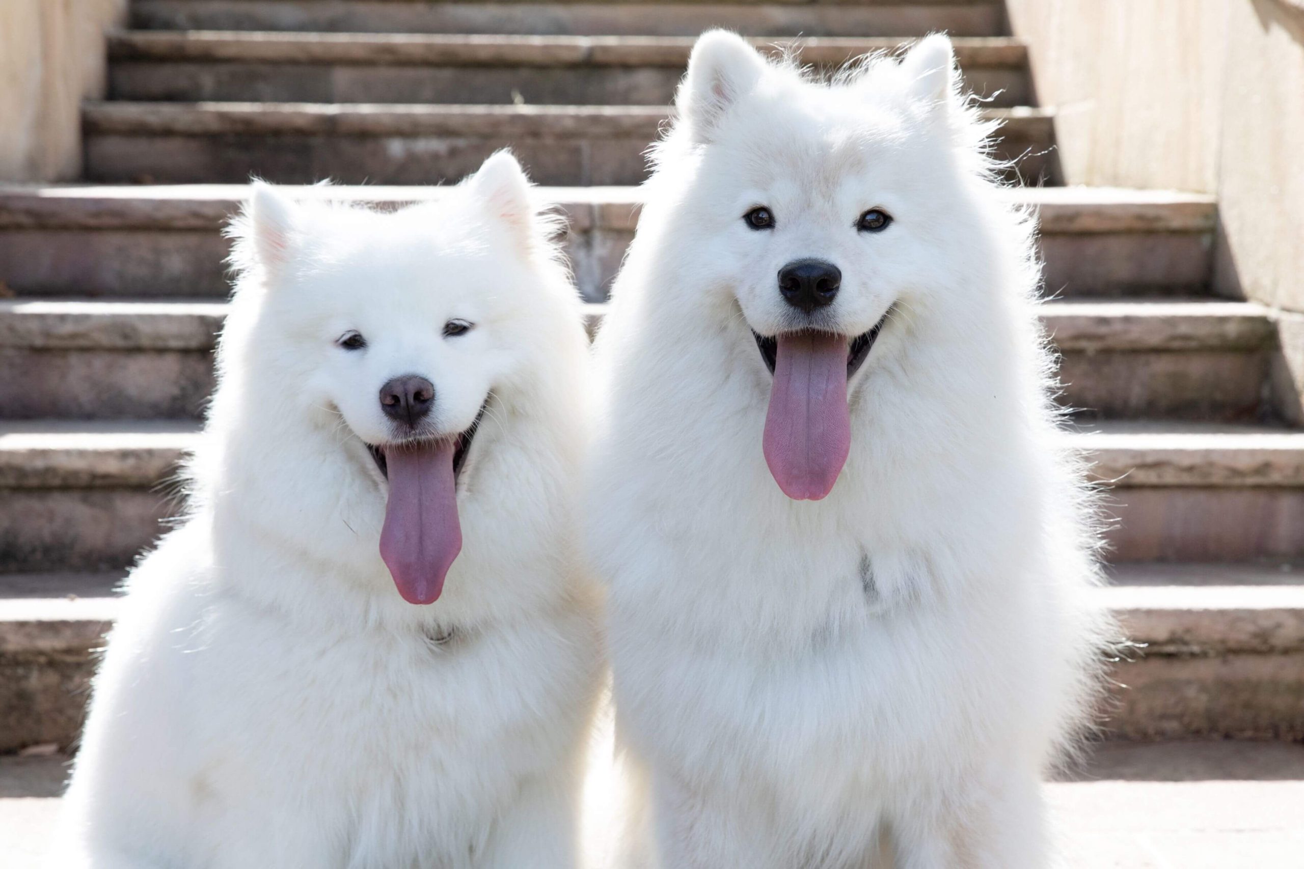 Fotografitë e qenve të lumtur