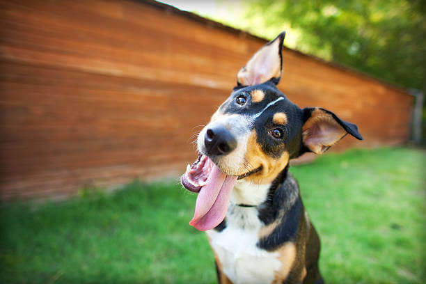 खुश कुत्तों की तस्वीरें
