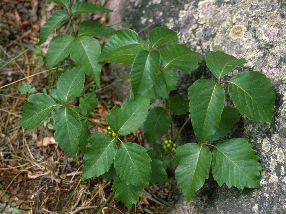 World of Toxicodendron Radicans