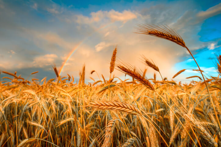 Wheat Shortage and Food Insecurity: Why We Need to Act in 2023?