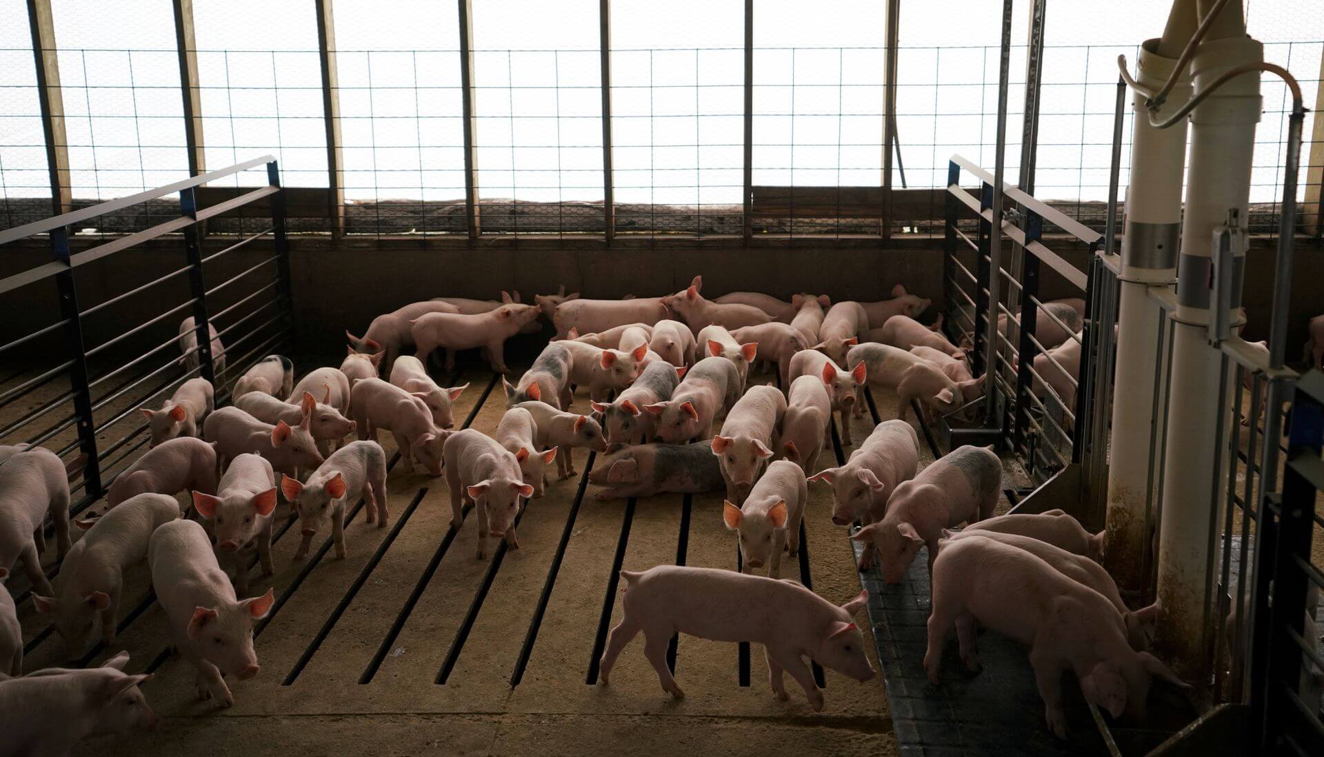 U.S. Supreme Court Upholds California’s Ban on Sale of Pork from Confined Pigs