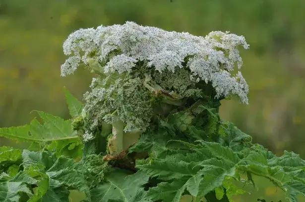 Fresh Warning Issued for Giant Hogweed with Toxic Sap That Causes Severe Burns