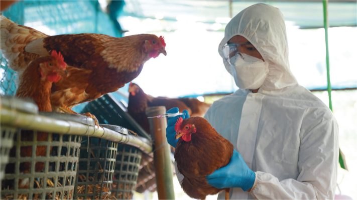 H5N1 Γρίπη των Πτηνών