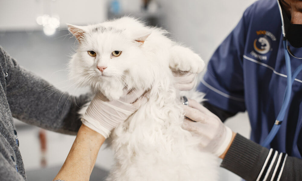 H5N1 putnu gripas uzliesmojums: Polijā nomira deviņi kaķi