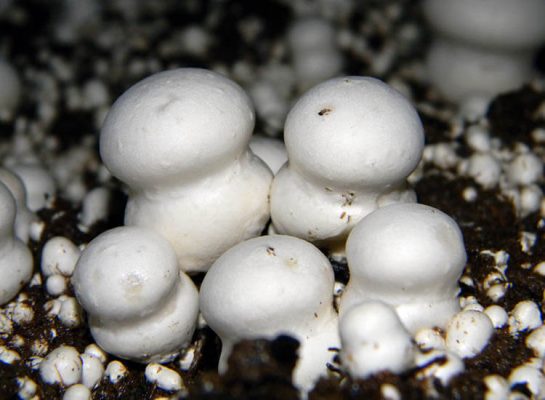 Hillbilly Mushrooms