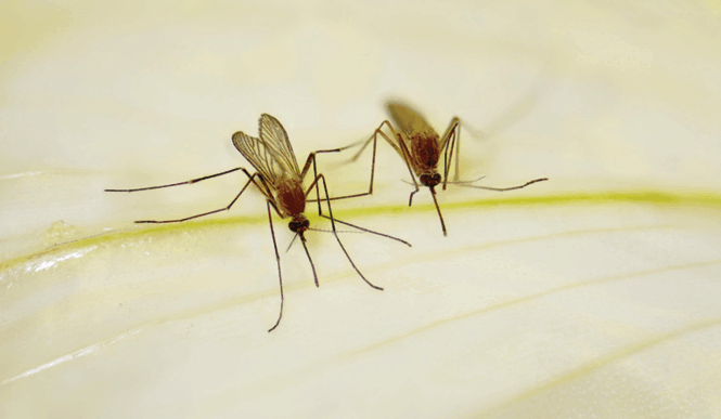 West Nile Virus Detected in Mosquito Population of Bell County, Texas
