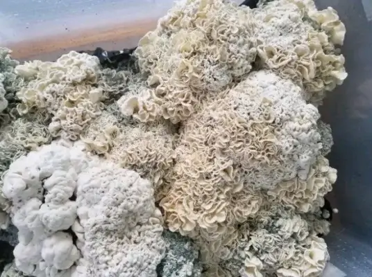 수수께끼의 버섯