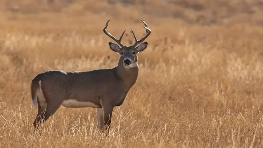 Second Case of Chronic Wasting Disease in Deer Found in Oklahoma