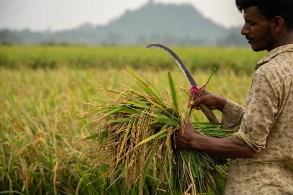 India's Rice Export Ban