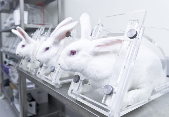 Testování kosmetiky na zvířatech