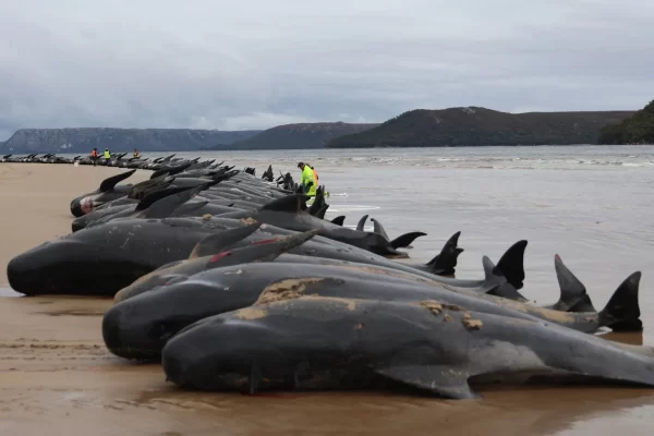 Προσάραξη φαλαινών στη Σκωτία