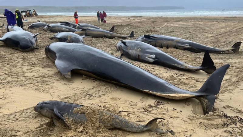Whale Stranding sa Scotland: Isang Trahedya na Pangyayari ang Umabot sa Mahigit 50 Buhay