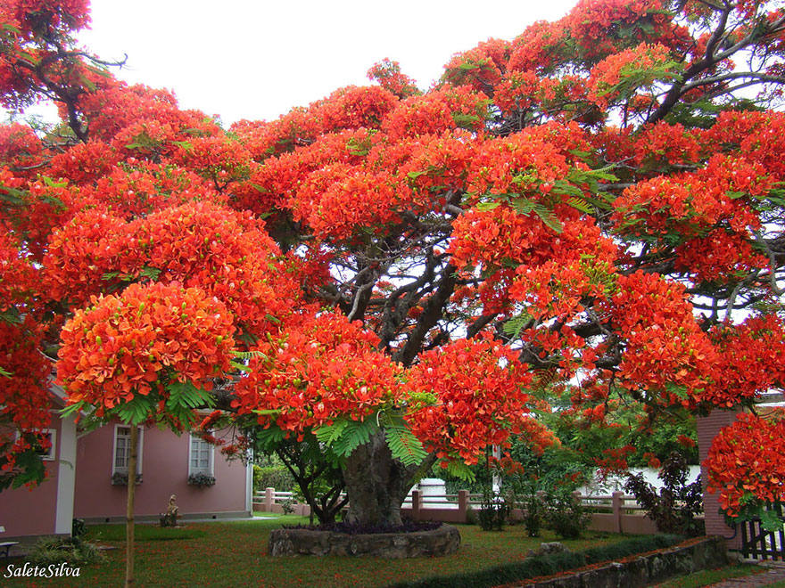 The Most Beautiful Trees in the World with Photos