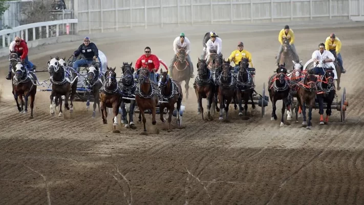 Selkirk Rodeo Horse Euthanization Incident