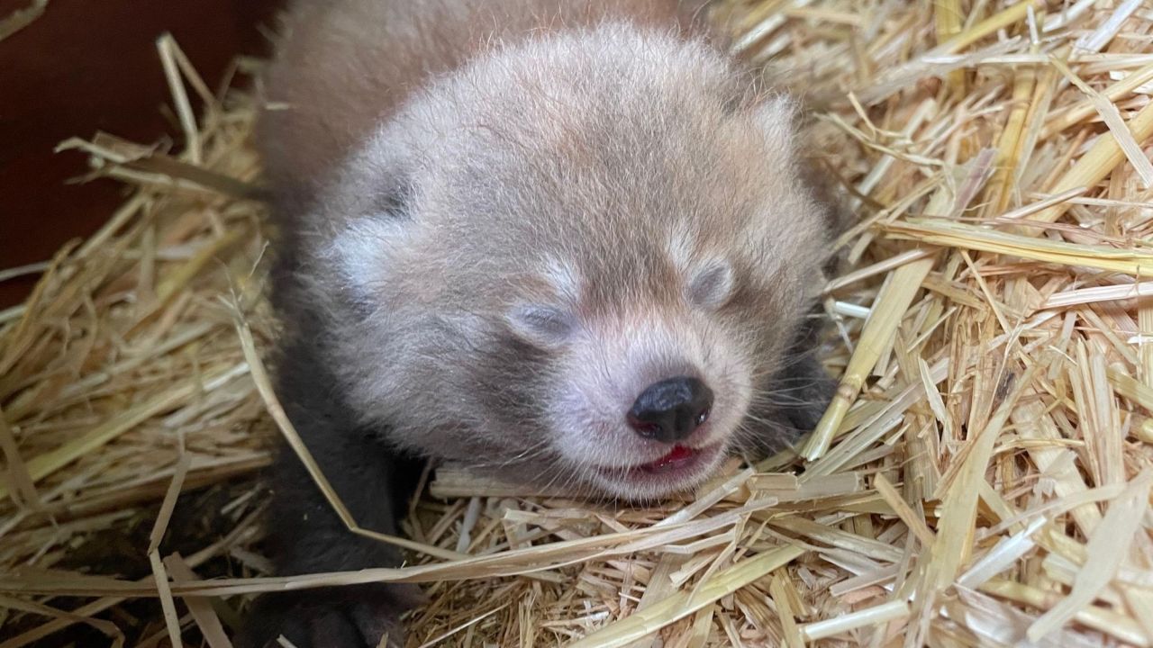 Whipsnade Hayvanat Bahçesi Red Panda Twins: Koruma İçin Bir Umut Işığı