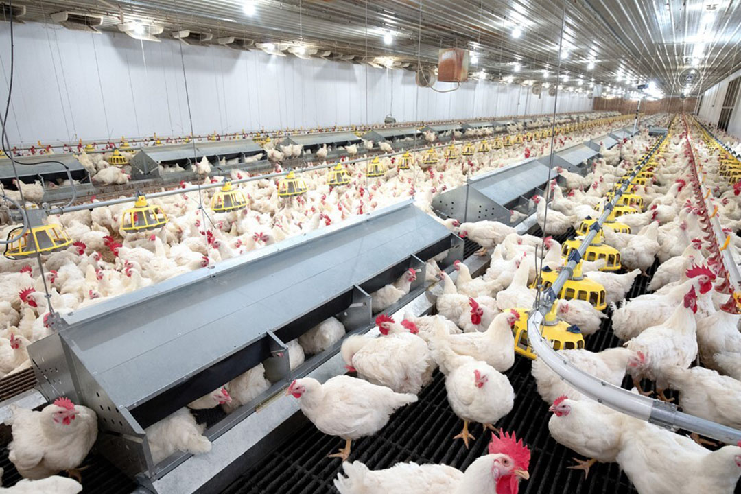 Φάρμα κοτόπουλου προς πώληση στο Αρκάνσας