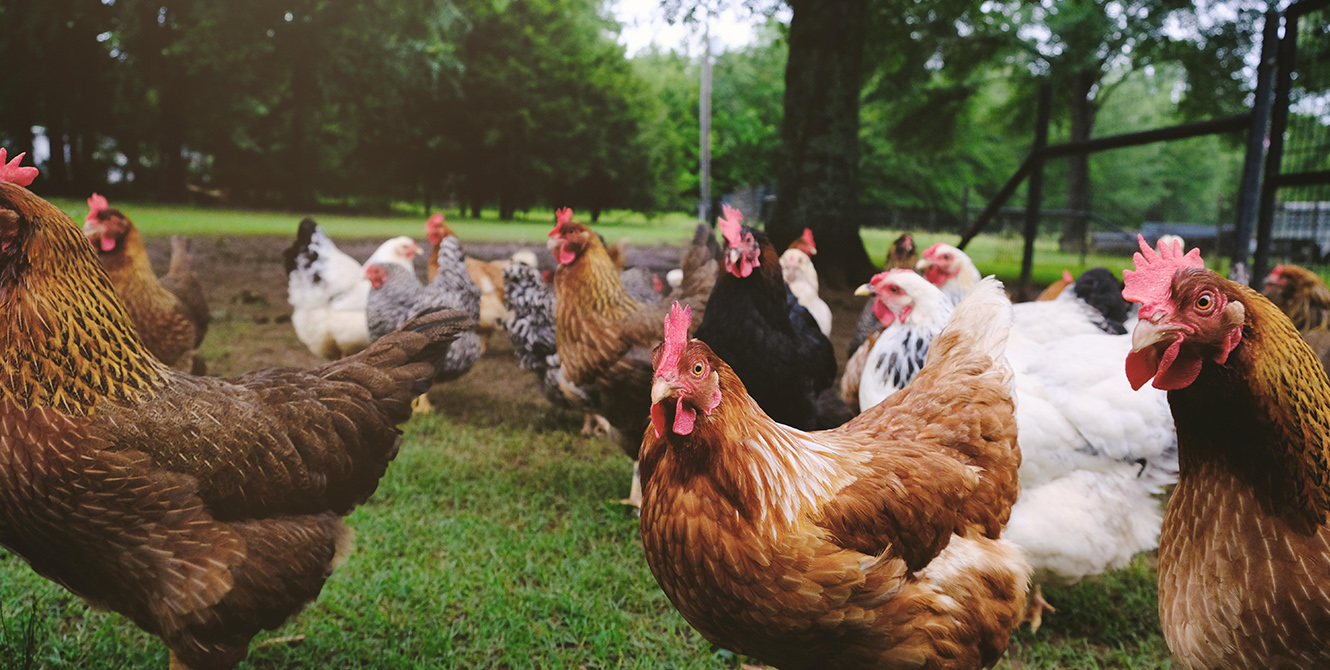 Ферма за пилета за продажба в Арканзас