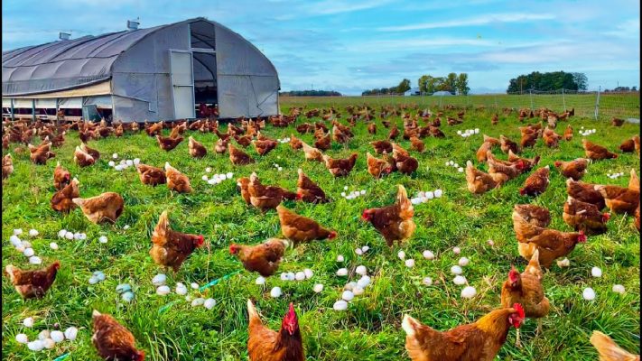 Φάρμα κοτόπουλου προς πώληση στο Αρκάνσας