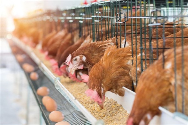 阿肯色州养鸡场出售