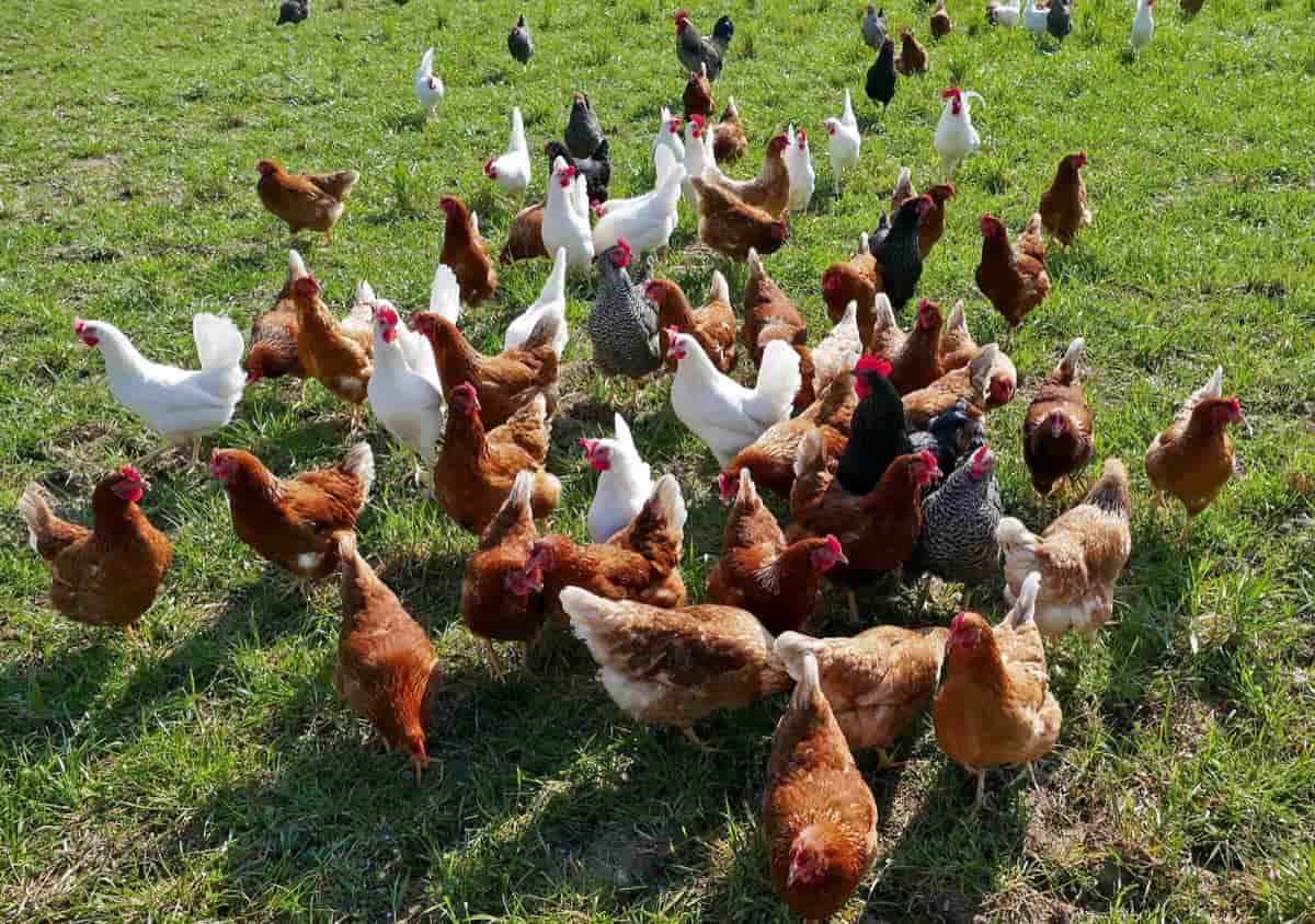 Binebenta ng Chicken Farm sa Arkansas