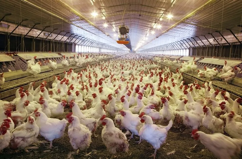 ฟาร์มไก่สำหรับขายในอาร์คันซอ