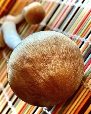 Hillbilly Mushrooms