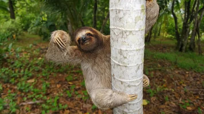 Are Sloths dangerous