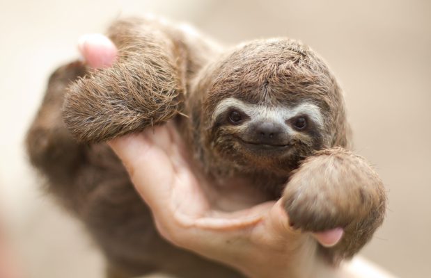 Are Sloths dangerous