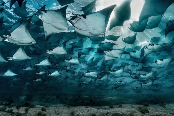 Vencedores do prêmio de fotógrafo oceânico do ano de 2023