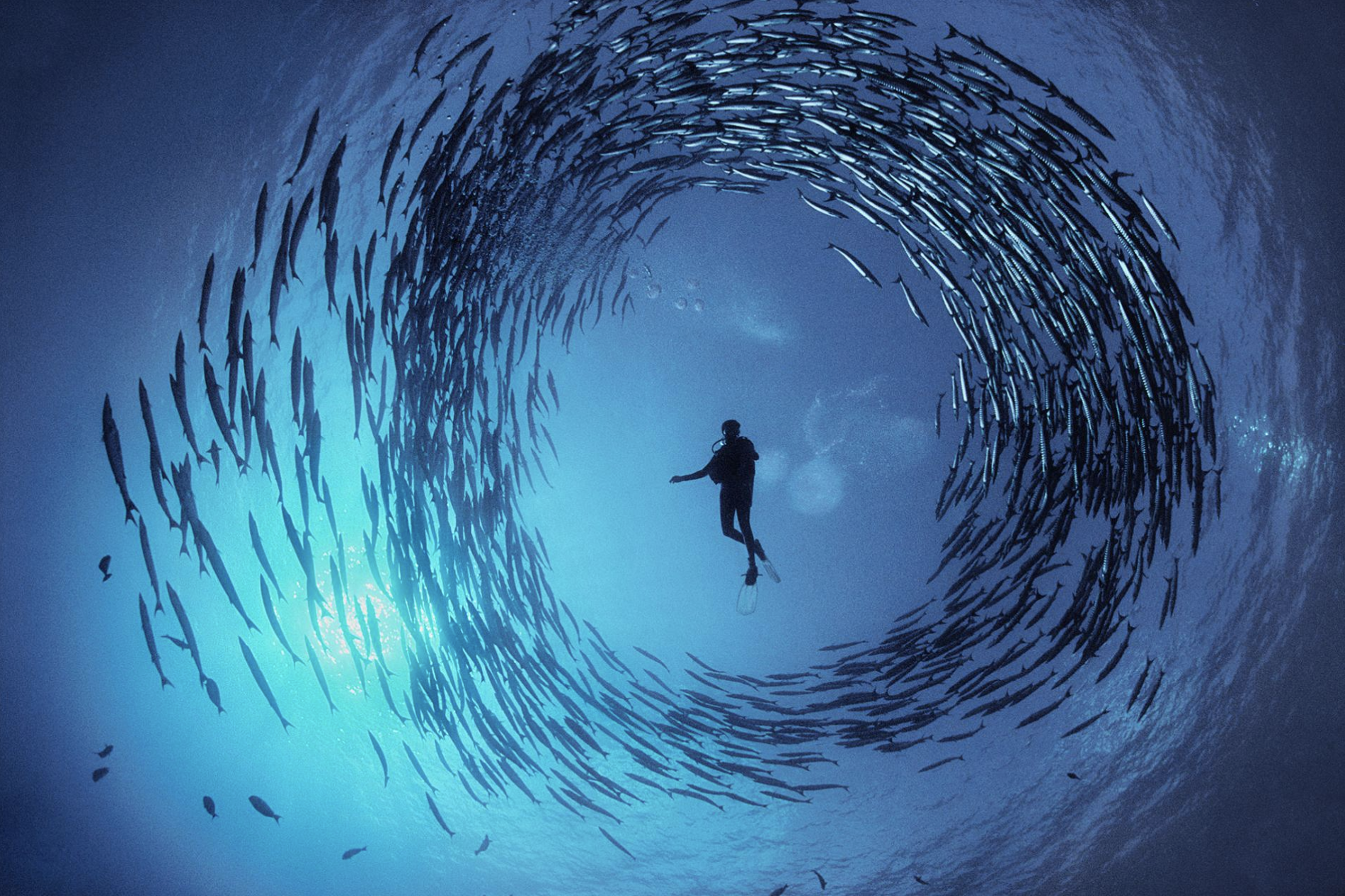 Победители в Океанския фотограф на 2023 г