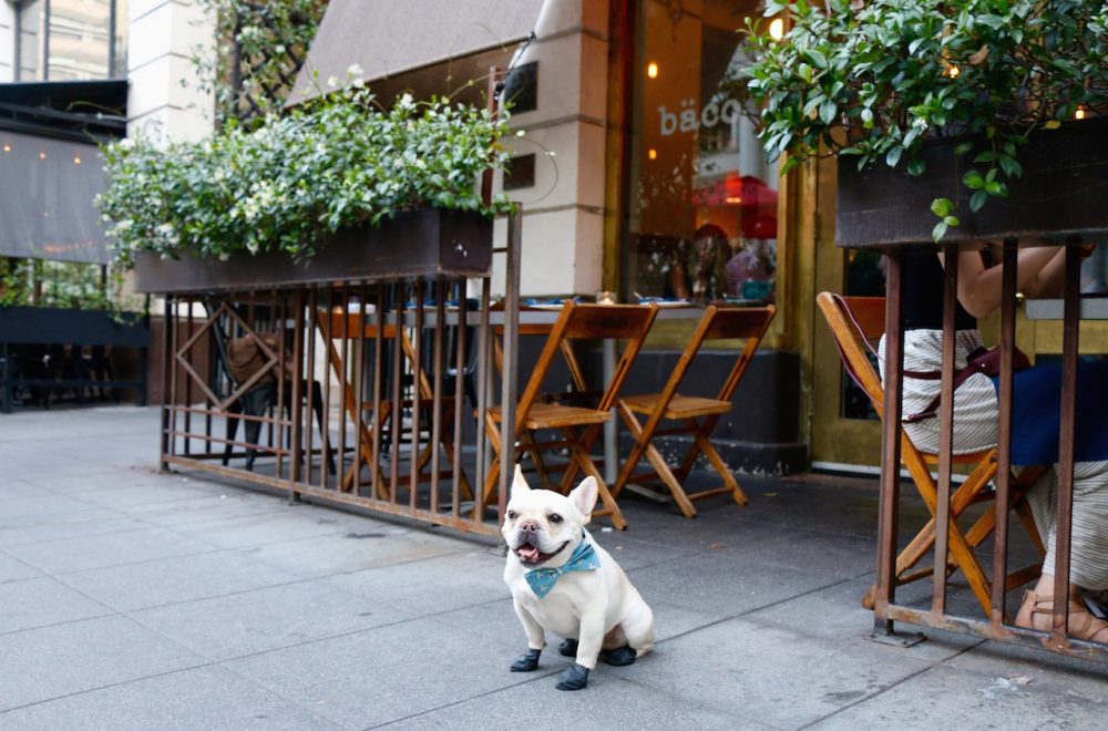 Рестораны с размещением с собаками в Лос-Анджелесе