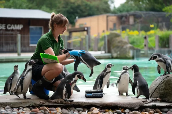 Най-добрите зоологически градини в Обединеното кралство